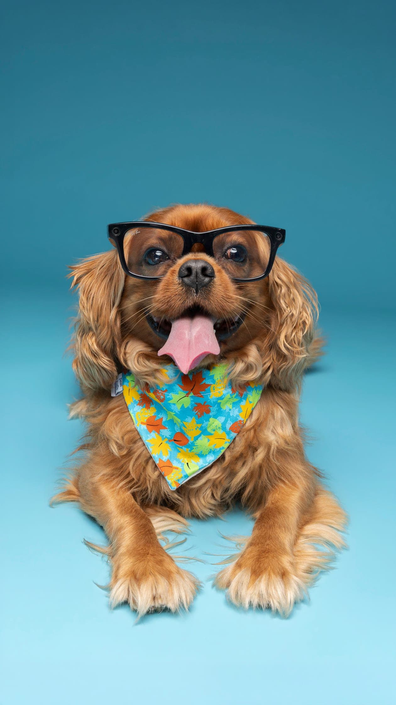 Spaniel in black glasses and a leafy bandana, lying against a teal backdrop